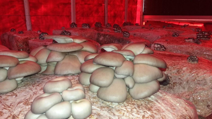 inside greenhouse of 'Mitato Mushrooms Farm' with fresh Pleurotus mushroom crops
